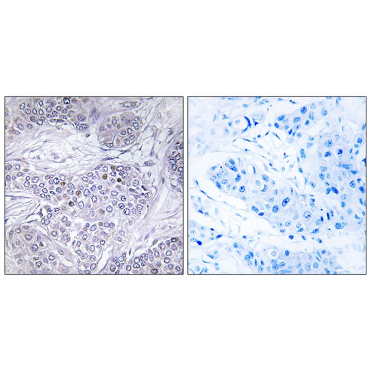 Immunohistochemistry - Anti-CEBPG Antibody (C10718) - Antibodies.com