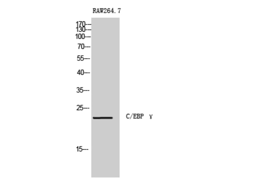Western Blot - Anti-CEBPG Antibody (C10718) - Antibodies.com