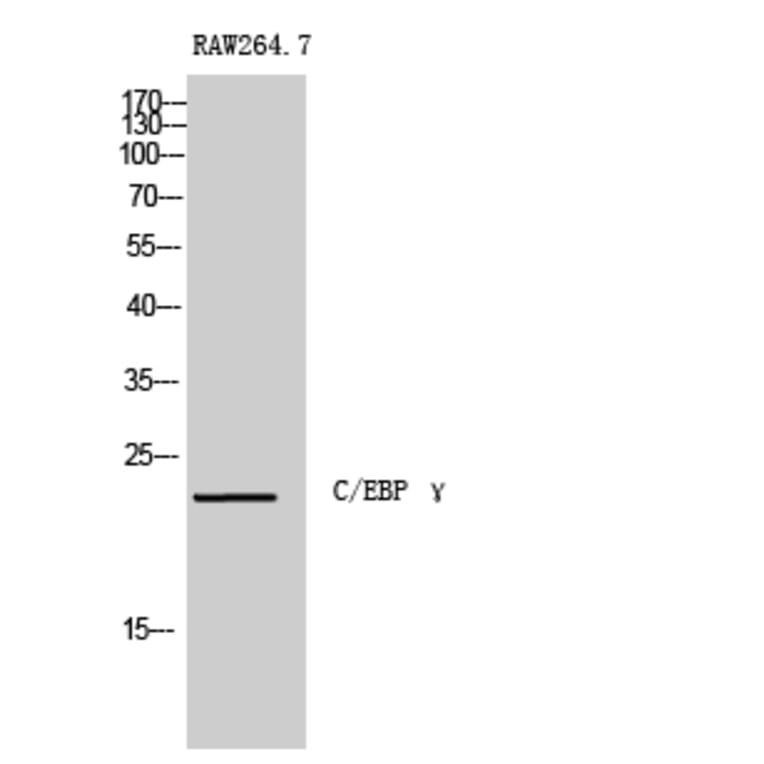 Western Blot - Anti-CEBPG Antibody (C10718) - Antibodies.com