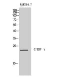 Western Blot - Anti-CEBPG Antibody (C10718) - Antibodies.com