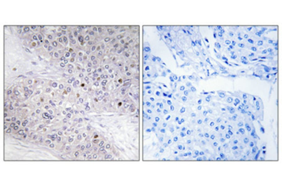 Immunohistochemistry - Anti-CEBPG Antibody (C10718) - Antibodies.com
