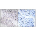 Immunohistochemistry - Anti-CEBPG Antibody (C10718) - Antibodies.com