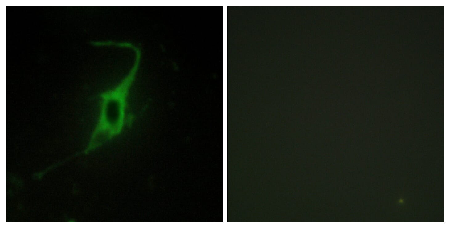 Immunofluorescence analysis of NIH/3T3 cells using Anti-CDH20 Antibody. The right hand panel represents a negative control, where the antibody was pre-incubated with the immunising peptide.