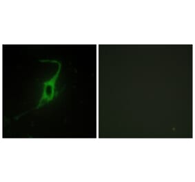 Immunofluorescence - Anti-CDH20 Antibody (C12095) - Antibodies.com