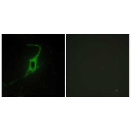 Immunofluorescence - Anti-CDH20 Antibody (C12095) - Antibodies.com