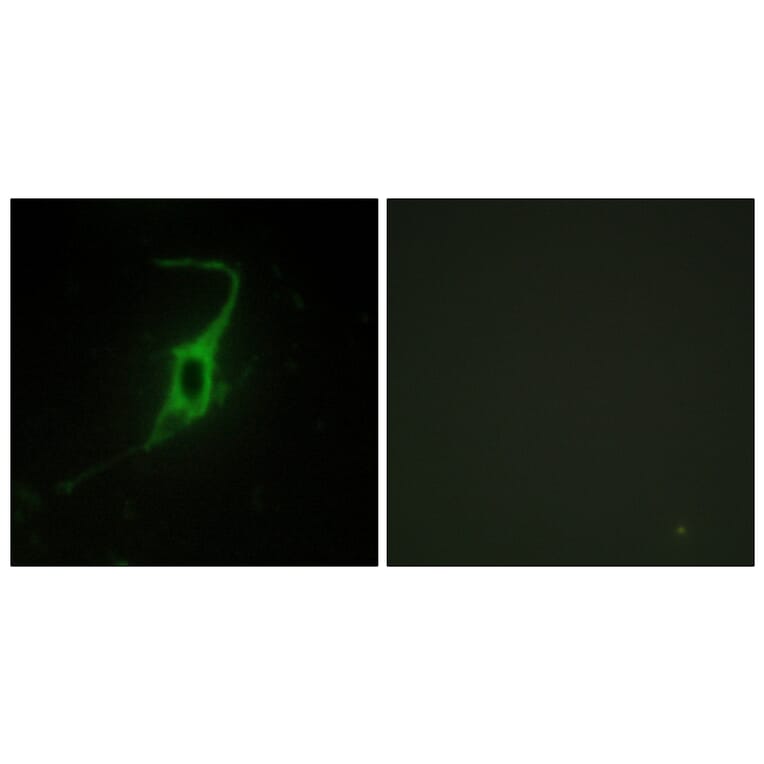 Immunofluorescence - Anti-CDH20 Antibody (C12095) - Antibodies.com