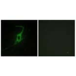 Immunofluorescence - Anti-CDH20 Antibody (C12095) - Antibodies.com