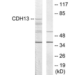 Western Blot - Anti-CDH13 Antibody (C12089) - Antibodies.com