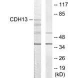 Western Blot - Anti-CDH13 Antibody (C12089) - Antibodies.com