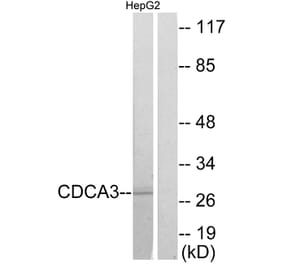 Western Blot - Anti-CDCA3 Antibody (C12174) - Antibodies.com