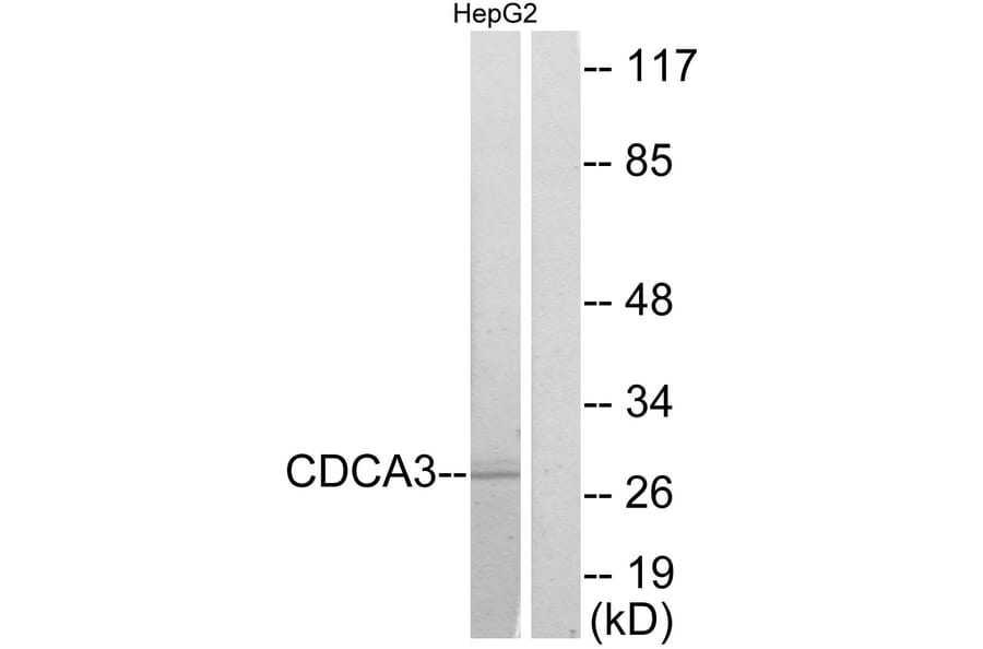 Western Blot - Anti-CDCA3 Antibody (C12174) - Antibodies.com