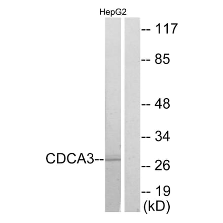 Western Blot - Anti-CDCA3 Antibody (C12174) - Antibodies.com