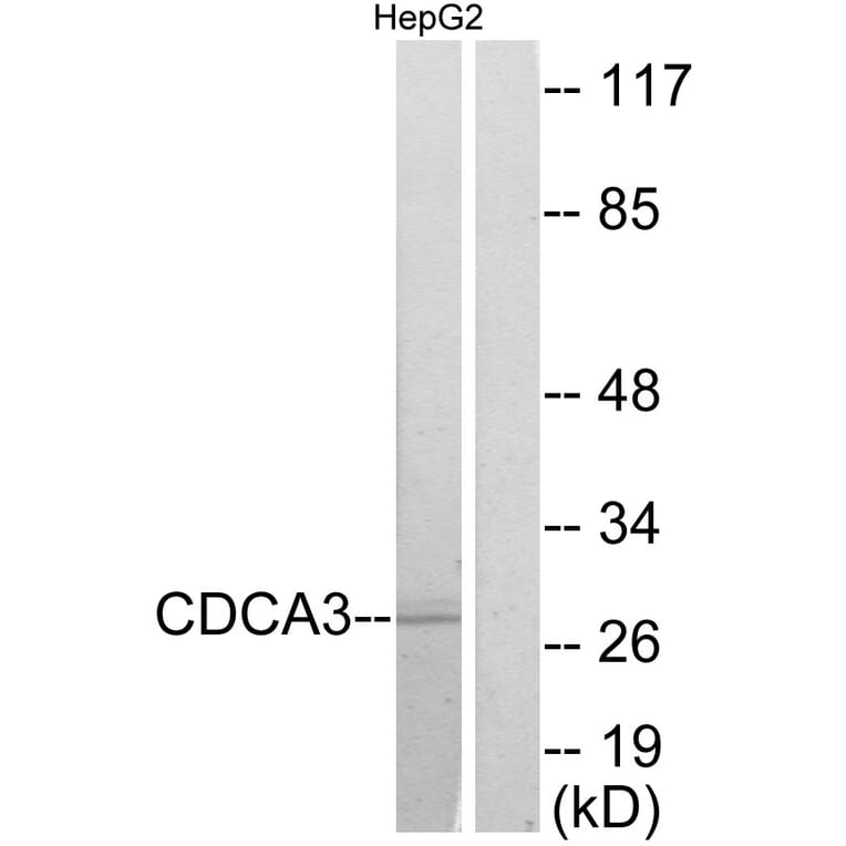 Western Blot - Anti-CDCA3 Antibody (C12174) - Antibodies.com