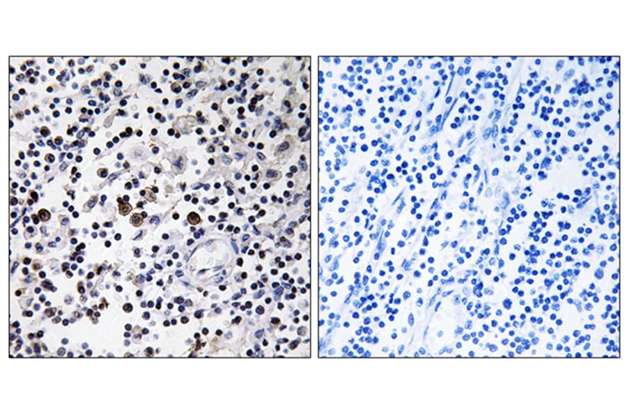 Immunohistochemistry - Anti-CD302 Antibody (C12150) - Antibodies.com