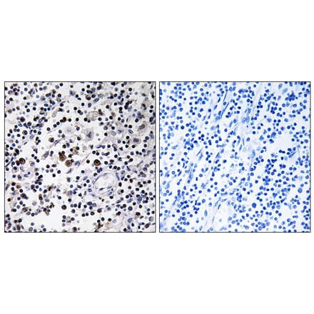 Immunohistochemistry - Anti-CD302 Antibody (C12150) - Antibodies.com