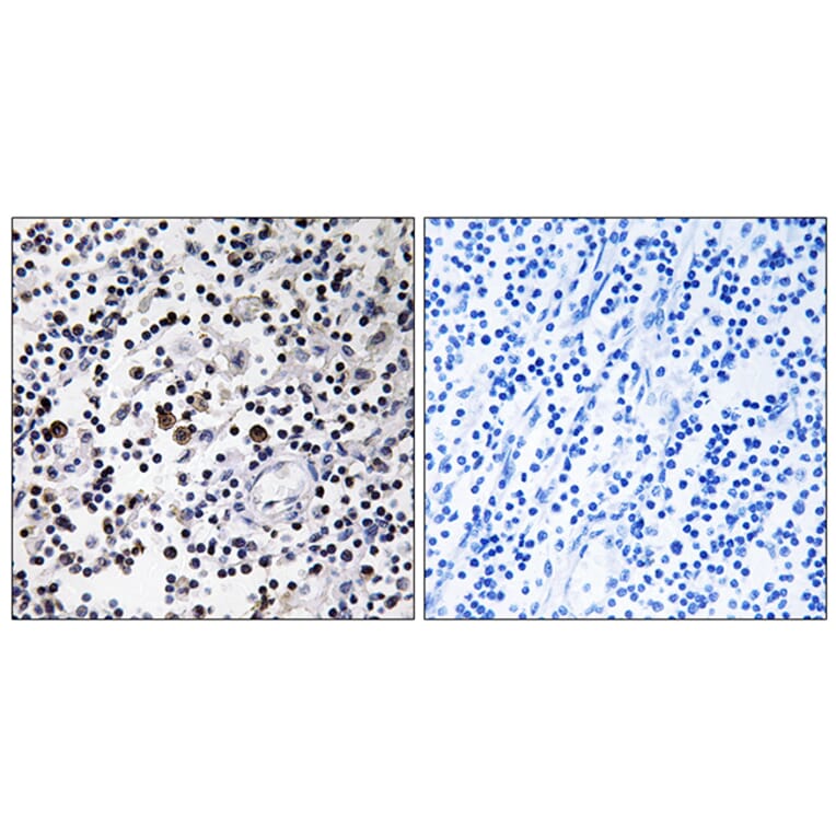 Immunohistochemistry - Anti-CD302 Antibody (C12150) - Antibodies.com
