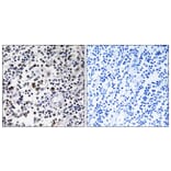 Immunohistochemistry - Anti-CD302 Antibody (C12150) - Antibodies.com
