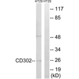 Western Blot - Anti-CD302 Antibody (C12150) - Antibodies.com