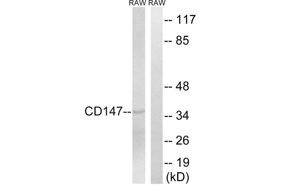 Western Blot - Anti-CD147 Antibody (C10559) - Antibodies.com