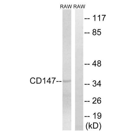 Western Blot - Anti-CD147 Antibody (C10559) - Antibodies.com