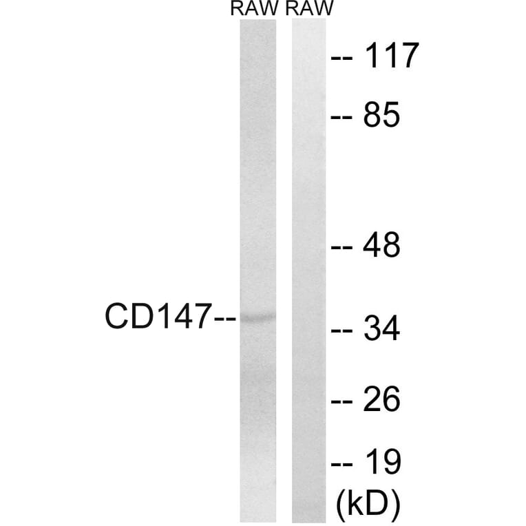 Western Blot - Anti-CD147 Antibody (C10559) - Antibodies.com