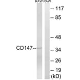 Western Blot - Anti-CD147 Antibody (C10559) - Antibodies.com