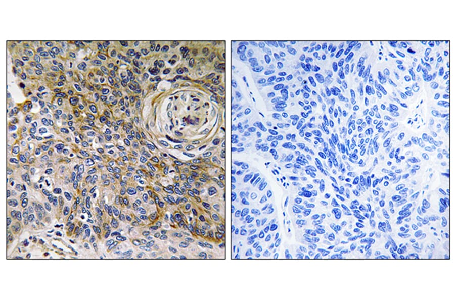 Immunohistochemistry - Anti-CD147 Antibody (C10559) - Antibodies.com