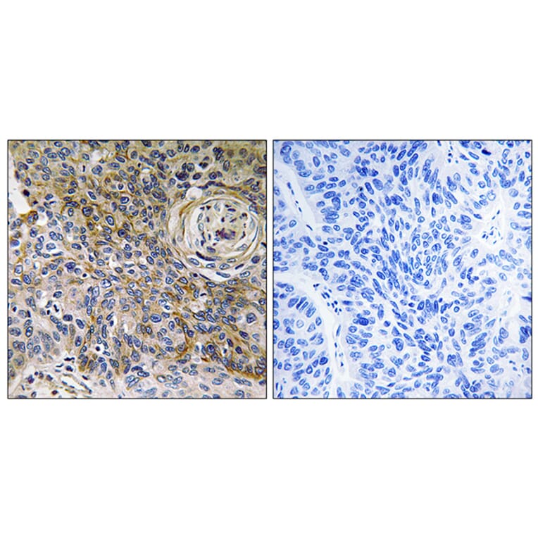 Immunohistochemistry - Anti-CD147 Antibody (C10559) - Antibodies.com