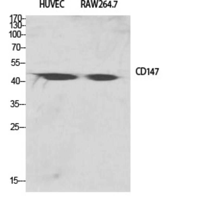 Western Blot - Anti-CD147 Antibody (C10559) - Antibodies.com