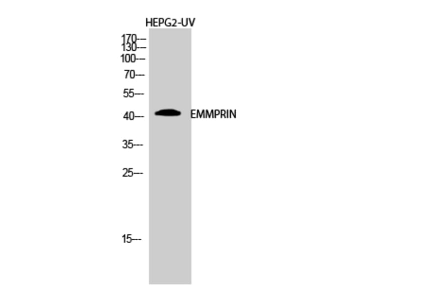 Western Blot - Anti-CD147 Antibody (C10559) - Antibodies.com
