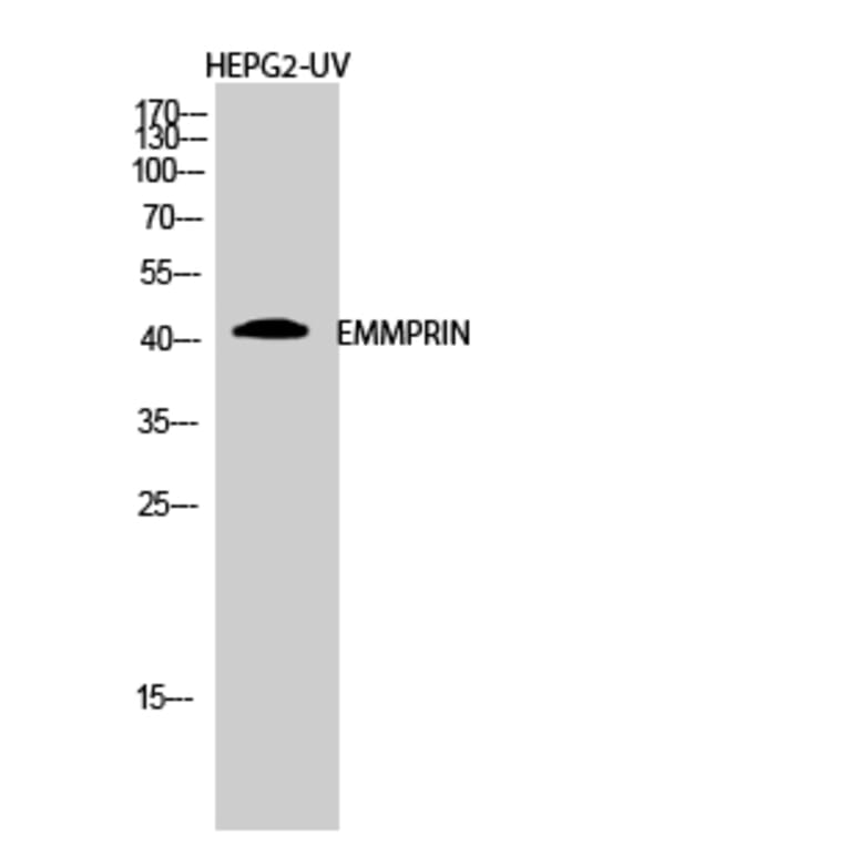 Western Blot - Anti-CD147 Antibody (C10559) - Antibodies.com