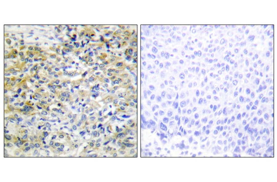 Immunohistochemistry - Anti-CARKL Antibody (C11846) - Antibodies.com