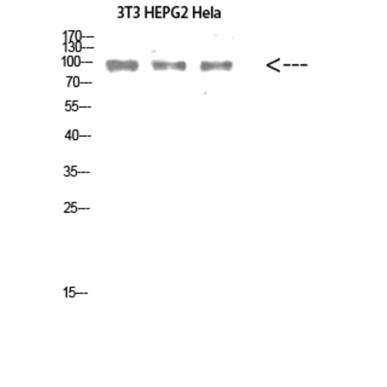 Western Blot - Anti-CALD1 Antibody (C30874) - Antibodies.com