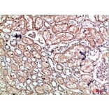 Immunohistochemistry - Anti-CALD1 Antibody (C30874) - Antibodies.com