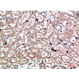 Immunohistochemistry - Anti-CALD1 Antibody (C30874) - Antibodies.com