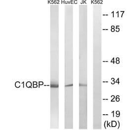 Western Blot - Anti-C1QBP Antibody (C15217) - Antibodies.com