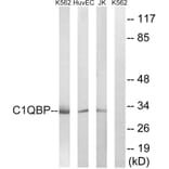 Western Blot - Anti-C1QBP Antibody (C15217) - Antibodies.com