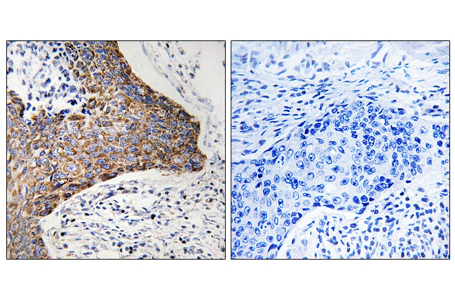 Immunohistochemistry - Anti-C1QBP Antibody (C15217) - Antibodies.com