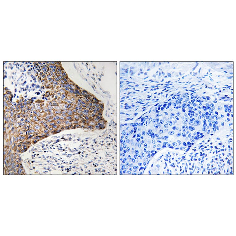 Immunohistochemistry - Anti-C1QBP Antibody (C15217) - Antibodies.com