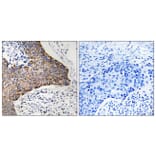 Immunohistochemistry - Anti-C1QBP Antibody (C15217) - Antibodies.com