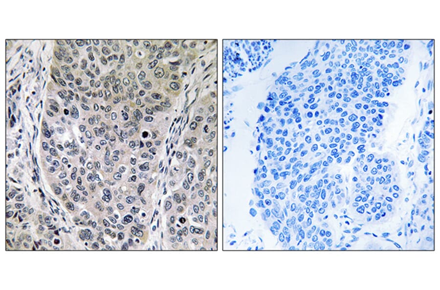 Immunohistochemistry - Anti-BRP16 Antibody (C14779) - Antibodies.com