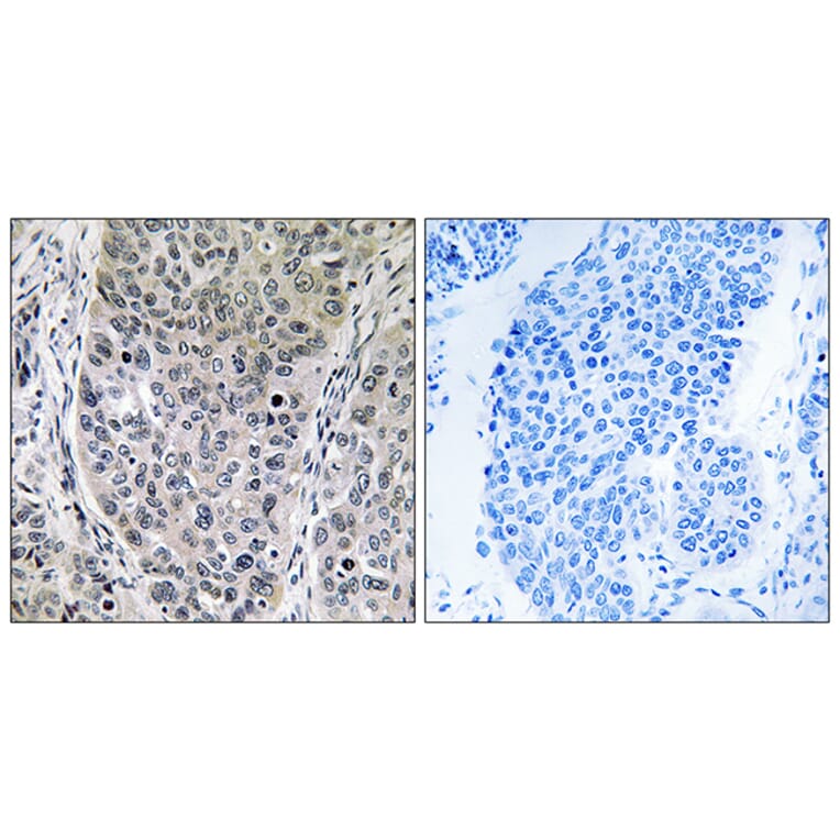 Immunohistochemistry - Anti-BRP16 Antibody (C14779) - Antibodies.com