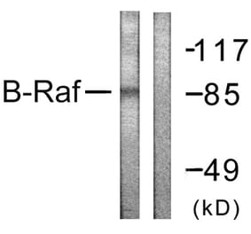 Western Blot - Anti-B-RAF Antibody (B0781) - Antibodies.com