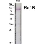 Western Blot - Anti-B-RAF Antibody (B0781) - Antibodies.com