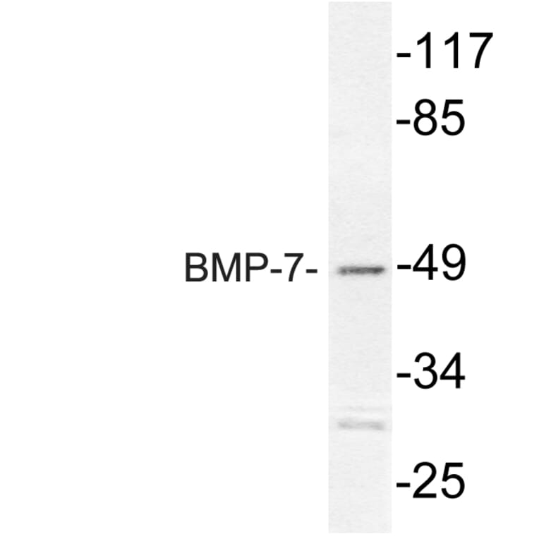 Western Blot - Anti-BMP-7 Antibody (R12-2039) - Antibodies.com