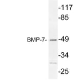 Western Blot - Anti-BMP-7 Antibody (R12-2039) - Antibodies.com