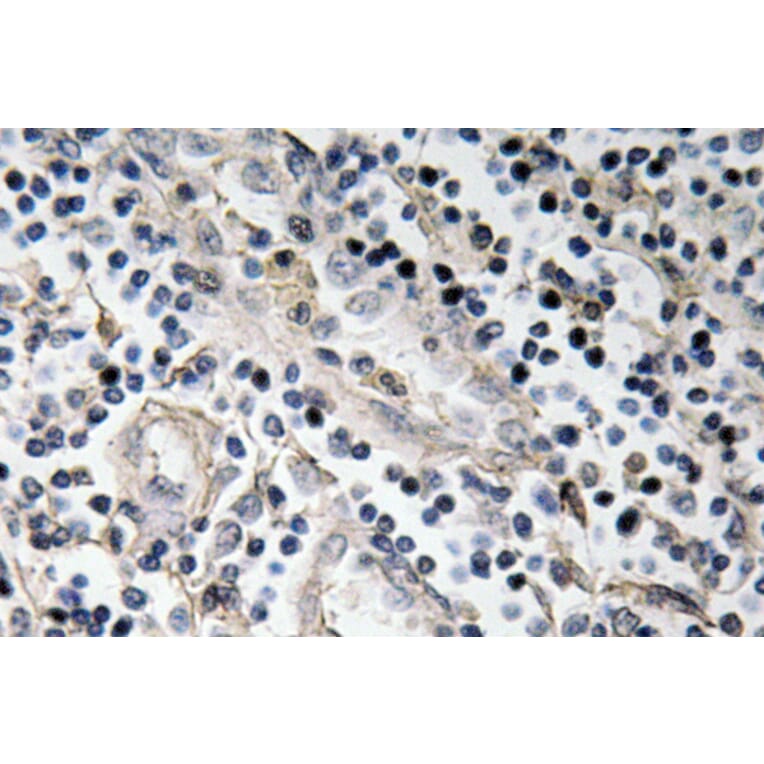 Immunohistochemistry - Anti-BMP-7 Antibody (R12-2039) - Antibodies.com