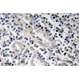 Immunohistochemistry - Anti-BMP-7 Antibody (R12-2039) - Antibodies.com