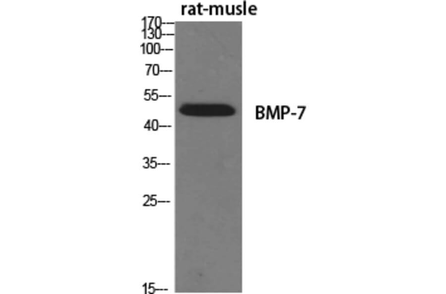 Western Blot - Anti-BMP-7 Antibody (R12-2039) - Antibodies.com