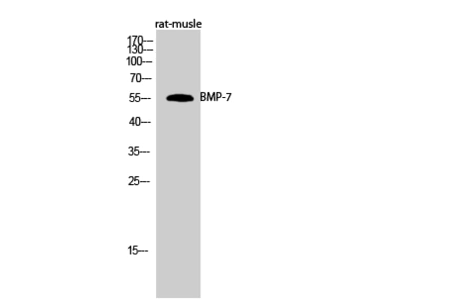 Western Blot - Anti-BMP-7 Antibody (R12-2039) - Antibodies.com